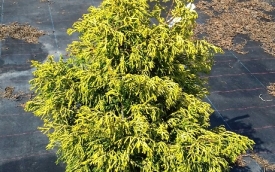 Cyprysik tępołuskowy Tsatsumi Gold