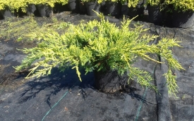 Jałowiec pośredni Gold Star