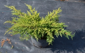 Jałowiec pośredni Goldkissen 