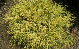 Cyprysik groszkowy Filifera Aurea