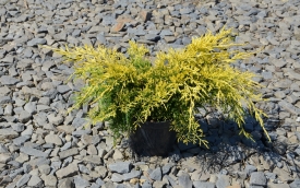 Jałowiec pośredni King of Spring