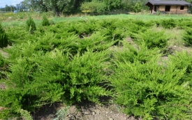 Jałowiec pośredni Mint Julep