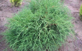 Cyprysik groszkowy Filifera Nana