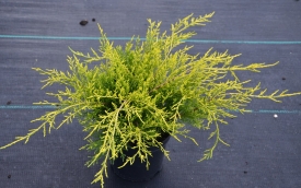 Jałowiec pośredni Old Gold