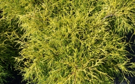 Cyprysik groszkowy Sungold