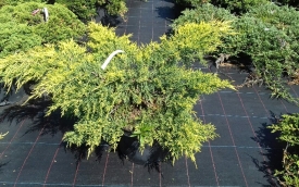 Jałowiec pośredni Pfitzeriana Aurea