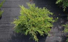 Jałowiec pośredni Pfitzeriana Compacta