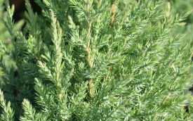 Jałowiec chiński Stricta