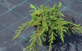 Jałowiec pospolity Green Carpet