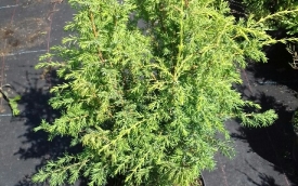 Jałowiec pospolity Hibernica