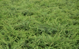 Jałowiec pospolity Repanda