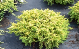 Jałowiec nadbrzeżny Allgold