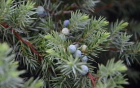 Jałowiec nadbrzeżny Schlager