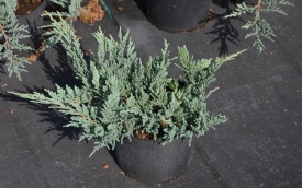 Jałowiec płożący Blue Chip