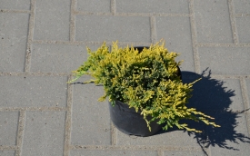 Jałowiec płożący Golden Carpet