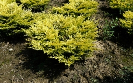 Jałowiec płożący Limeglow