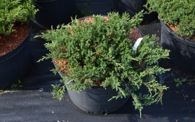 Jałowiec płożący Prince of Wales