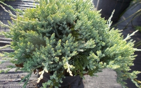 Jałowiec płożący Wiltonii