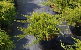 Jałowiec sabiński Rockery Gem