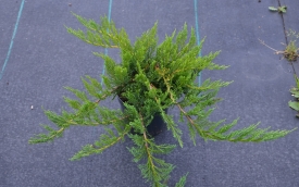 Jałowiec sabiński Tamariscifolia