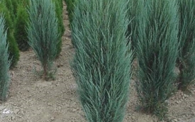 Jałowiec skalny Blue Arrow