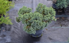 Jalowiec łuskowaty Blue Star