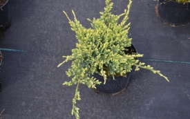 Jałowiec łuskowaty Holger