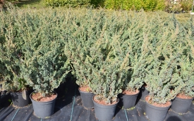 Jałowiec łuskowaty Meyeri