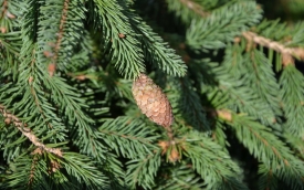 Świerk pospolity Acrocona