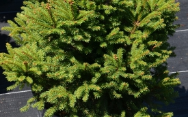 Świerk pospolity Barryi