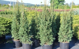 Świerk pospolity Cupressina