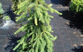 Świerk pospolity Frohburg