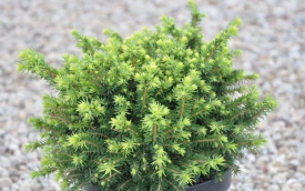 Świerk pospolity Little Gem