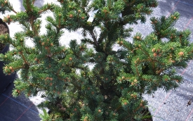 Świerk pospolity Lombartsii