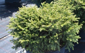 Świerk pospolity Nidiformis