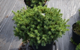 Świerk pospolity Tompa