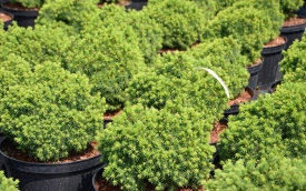 Świerk biały Alberta Globe