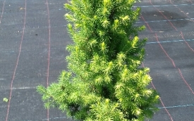 Świerk biały Biesenthaler Fr&uuml;hling