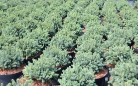 Świerk biały Echiniformis