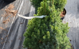 Świerk biały Sander's Blue