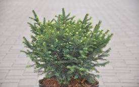 Świerk serbski Karel