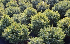 Świerk serbski Nana