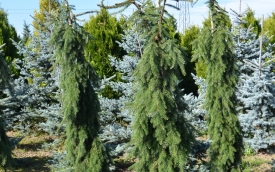 Świerk serbski Pendula