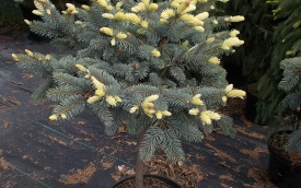 Świerk kłujący Białobok