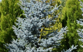 Świerk kłujący Erich Frahm