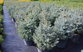 Świerk kłujący forma niebieska