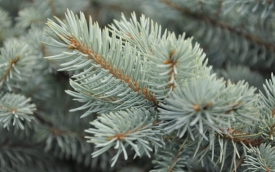 Świerk kłujący Glauca Globosa