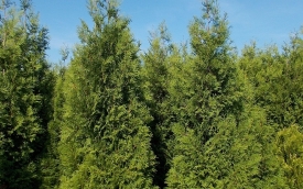 Żywotnik zachodni Brabant
