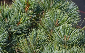 Sosna karłowa Glauca