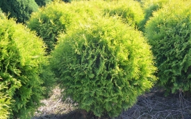 Żywotnik zachodni Golden Globe